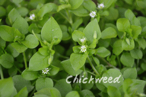 Chickweed